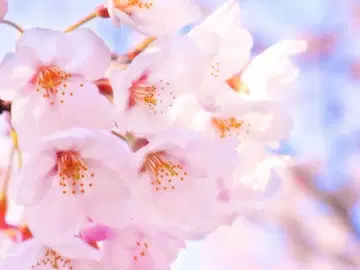 의뢰품