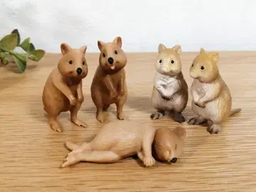콰카왈라비 5마리