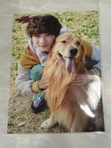 가면라이더 가브 캐릭터 북 브로마이드 쇼마