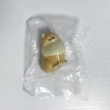 산책 포메 라이트 오렌지