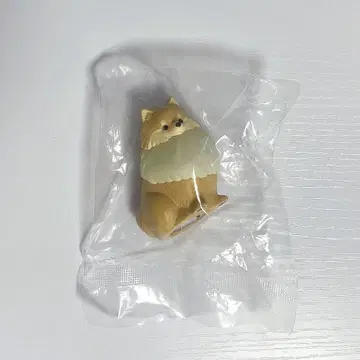 산책 포메 라이트 오렌지