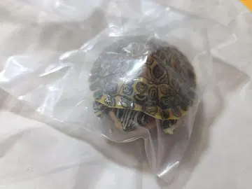 생물대도감 어드밴스 거북이 02