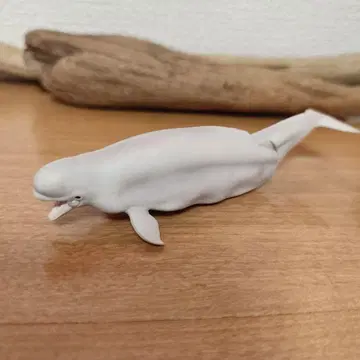 아니아 시로이루카