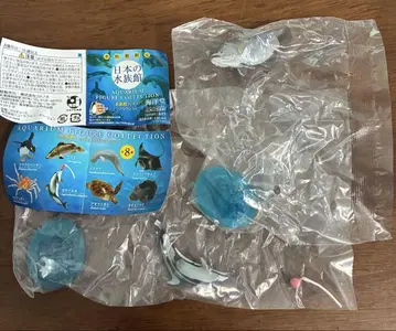 카이요도 일본 수족관 '아카메' '카마일카'