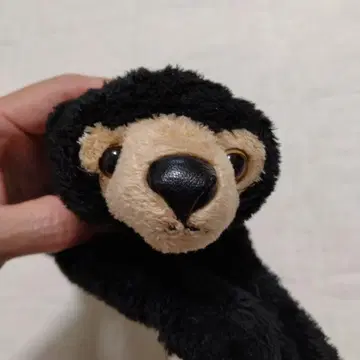 누워있는 시리즈 말레이곰