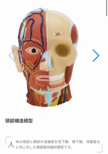 사이언스 테크니컬러 인체 모형 스트랩 I