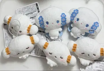 코기문 6종 세트 네모필라 무냐스야