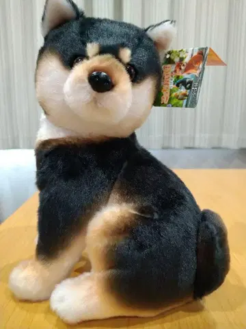 이쪽으로 오세요! 시바견 코하루