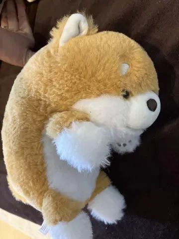 시바견 펑바루즈