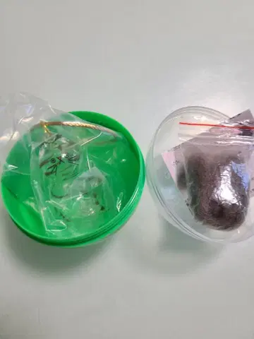 우리 아이의 케다마다마 키지트라 C-pla 한정판 모듬 가챠가챠 시프라
