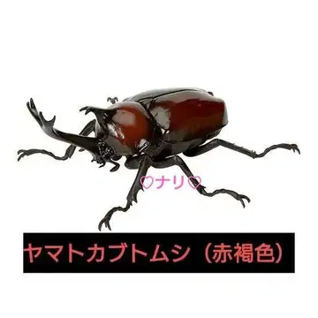 야마토 가부토 (적갈색) 생물대도감 가부토 05 곤충 생물