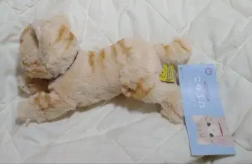 선 레몬 봉제 인형 무릎 고양이 SS BR