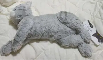 선 레몬 봉제 인형 무릎 고양이 GY
