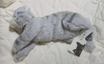 선 레몬 봉제 인형 무릎 고양이 M GY