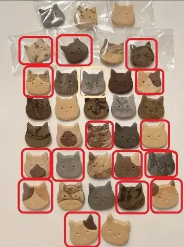 쿠키 고양이