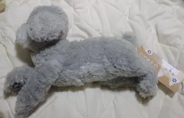선 레몬 봉제 인형 무릎 강아지 S 토이 푸들 GY