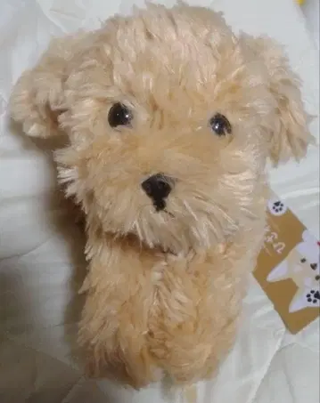 선 레몬 봉제 인형 무릎 강아지 S 토이 푸들 BE
