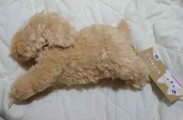 선 레몬 봉제 인형 무릎 강아지 S 토이 푸들 BE