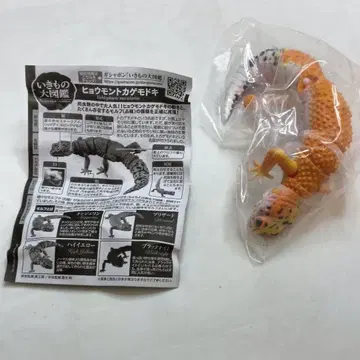 생물대도감 조언 레오파드 도마뱀 탠저린
