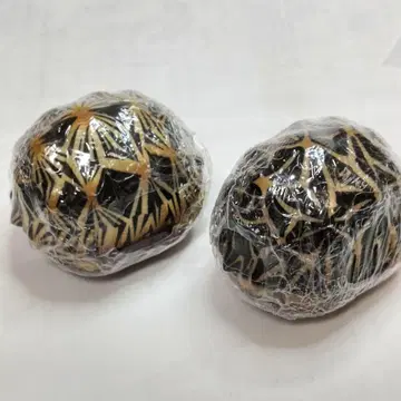 거북이