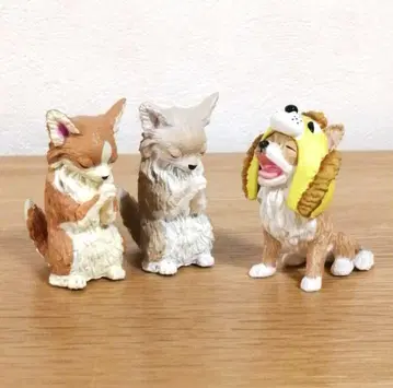롱 코트 치와와 3마리
