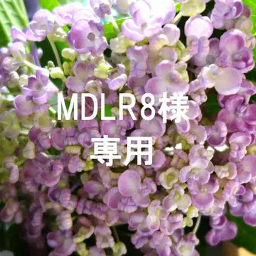 목걸이 3개와 귀찌 3개