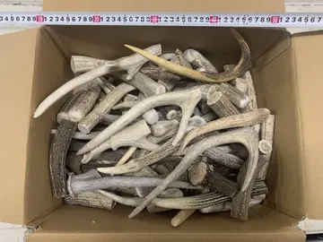 10.4kg 사슴 뿔 에조 사슴 뿔 자투리 액세서리 부품 소재