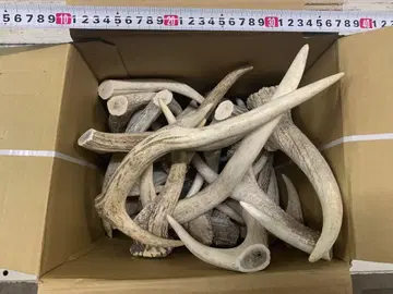 9kg 사슴 뿔 에조 사슴 뿔 자투리 액세서리 부품 소재