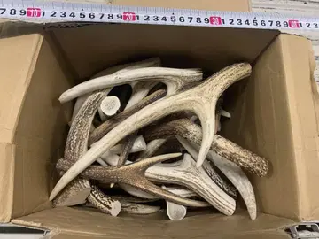 8kg 사슴 뿔 에조 사슴 뿔 끝자락 액세서리 부품 소재