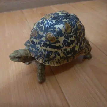 생물대도감 거북이 반다이 가샤폰 가챠가챠