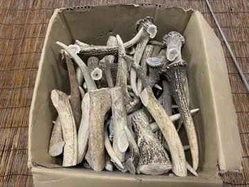 12.5kg 사슴 뿔 에조 사슴 뿔 끝자락 액세서리 부품 소재