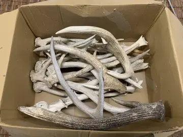 9kg 20개 사슴 뿔 에조 사슴 뿔 끝재 액세서리 부품 소재