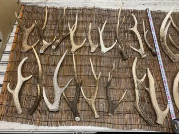 25kg 사슴 뿔 에조 사슴 뿔 끝자락 액세서리 부품 소재