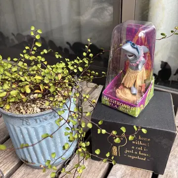 대시 보드 플라 인형 상어 알로하