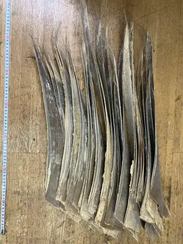 고래 수염 약 10kg