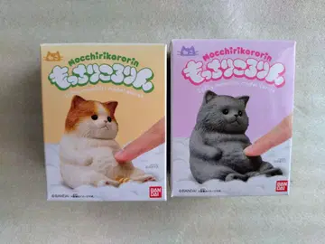 쫄깃쫄깃 고양이 고양이