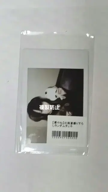 환, 지붕, 삐삐삐삐 폴라로이드, 홋카이도 원정