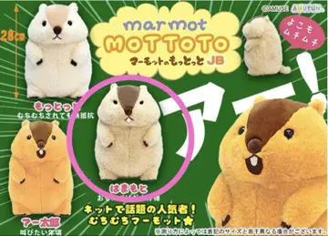 마모트의 모토토 하마모토 JB 28cm