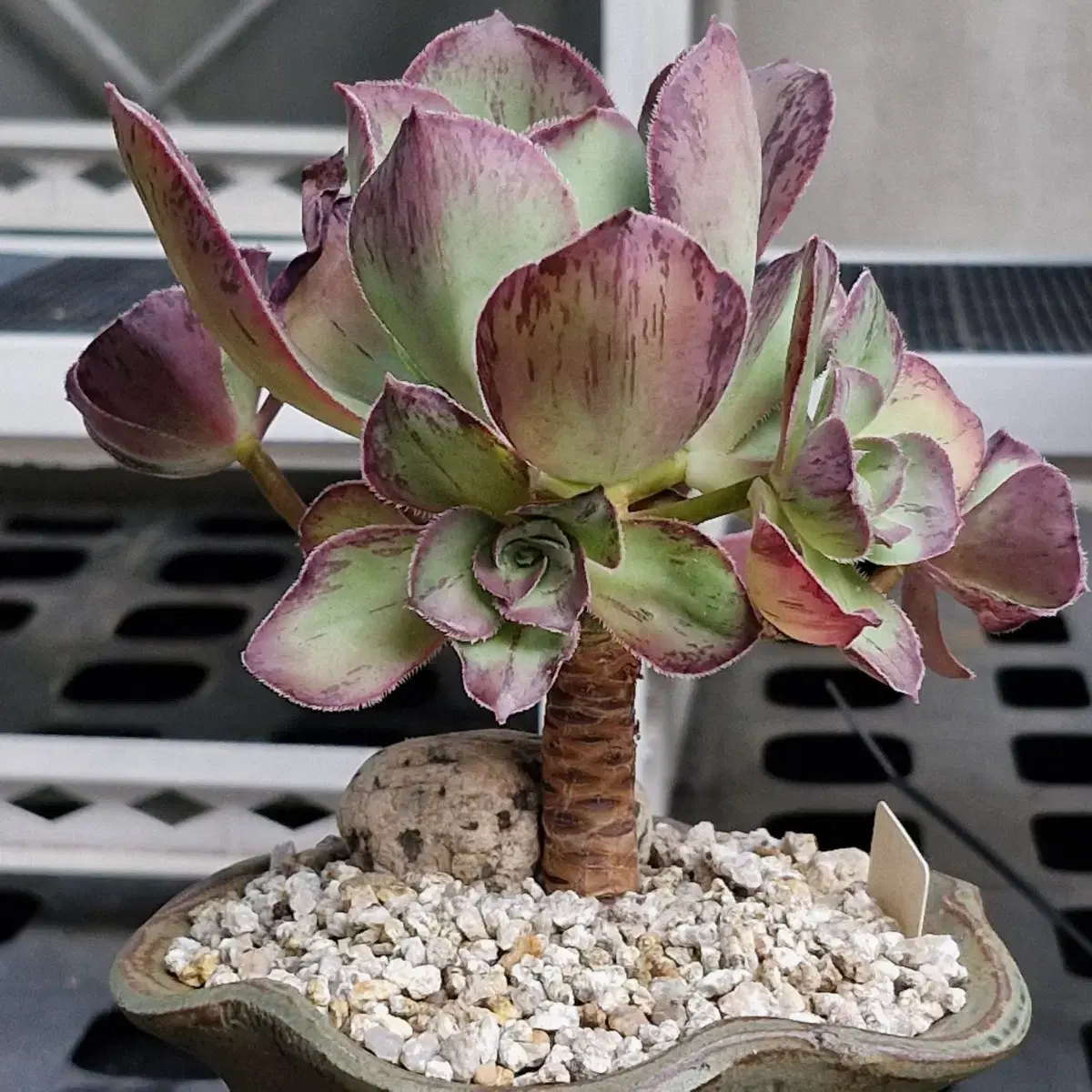 Rothco Succulent