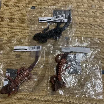 생물대도감 아카메가부토 도마뱀과 모토이카부토 도마뱀