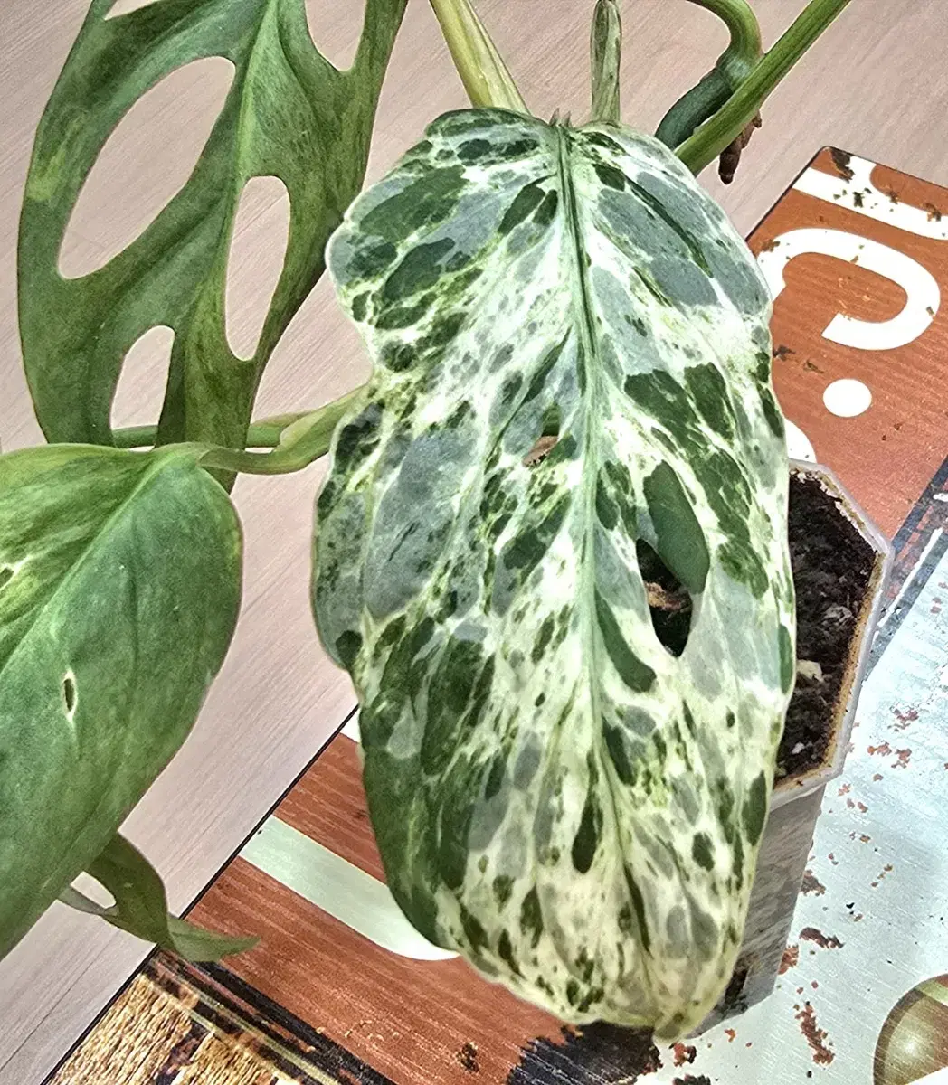 Monstera Mint Adansonii Variegata