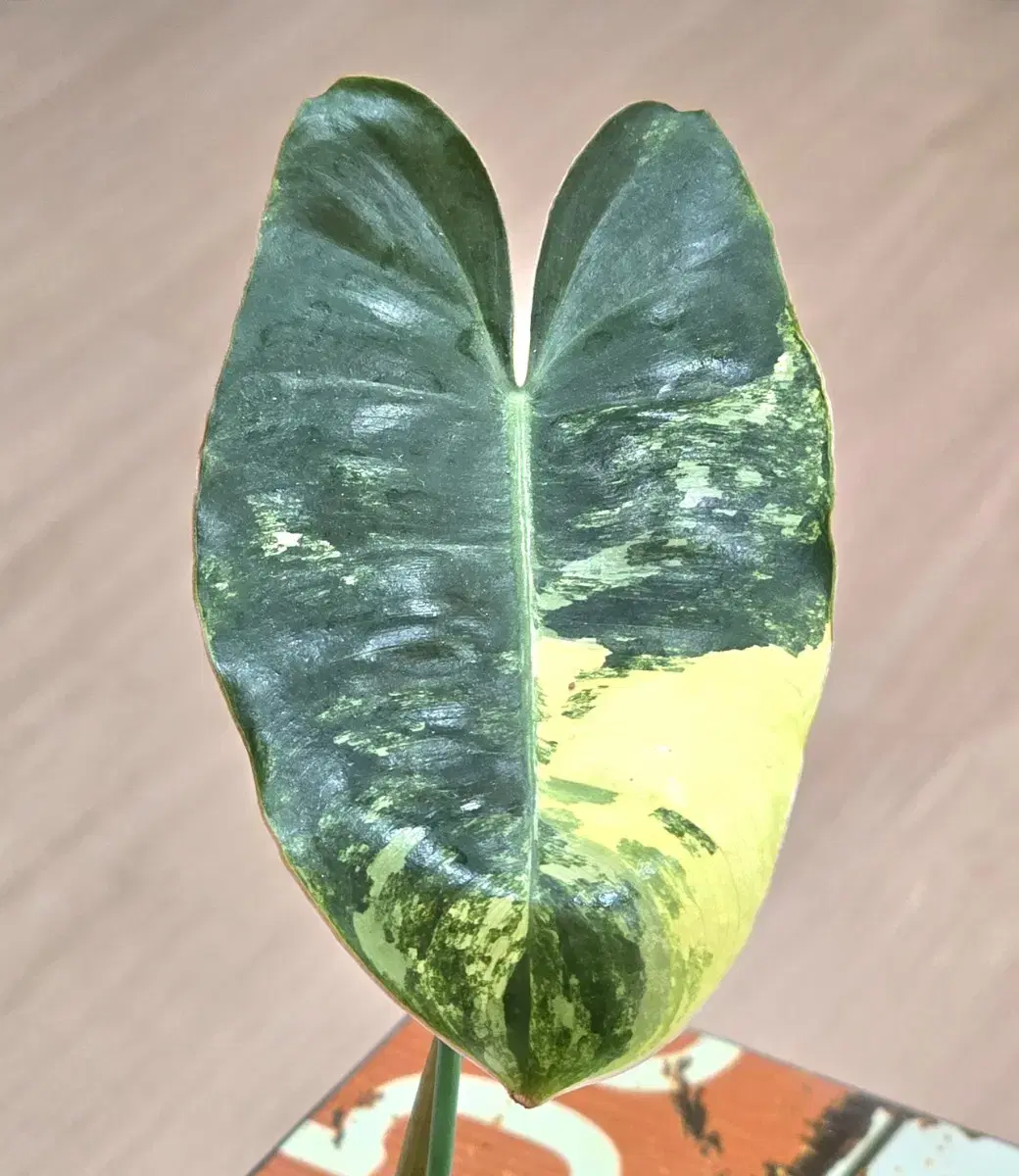 Philodendron Burl Marx Variegata