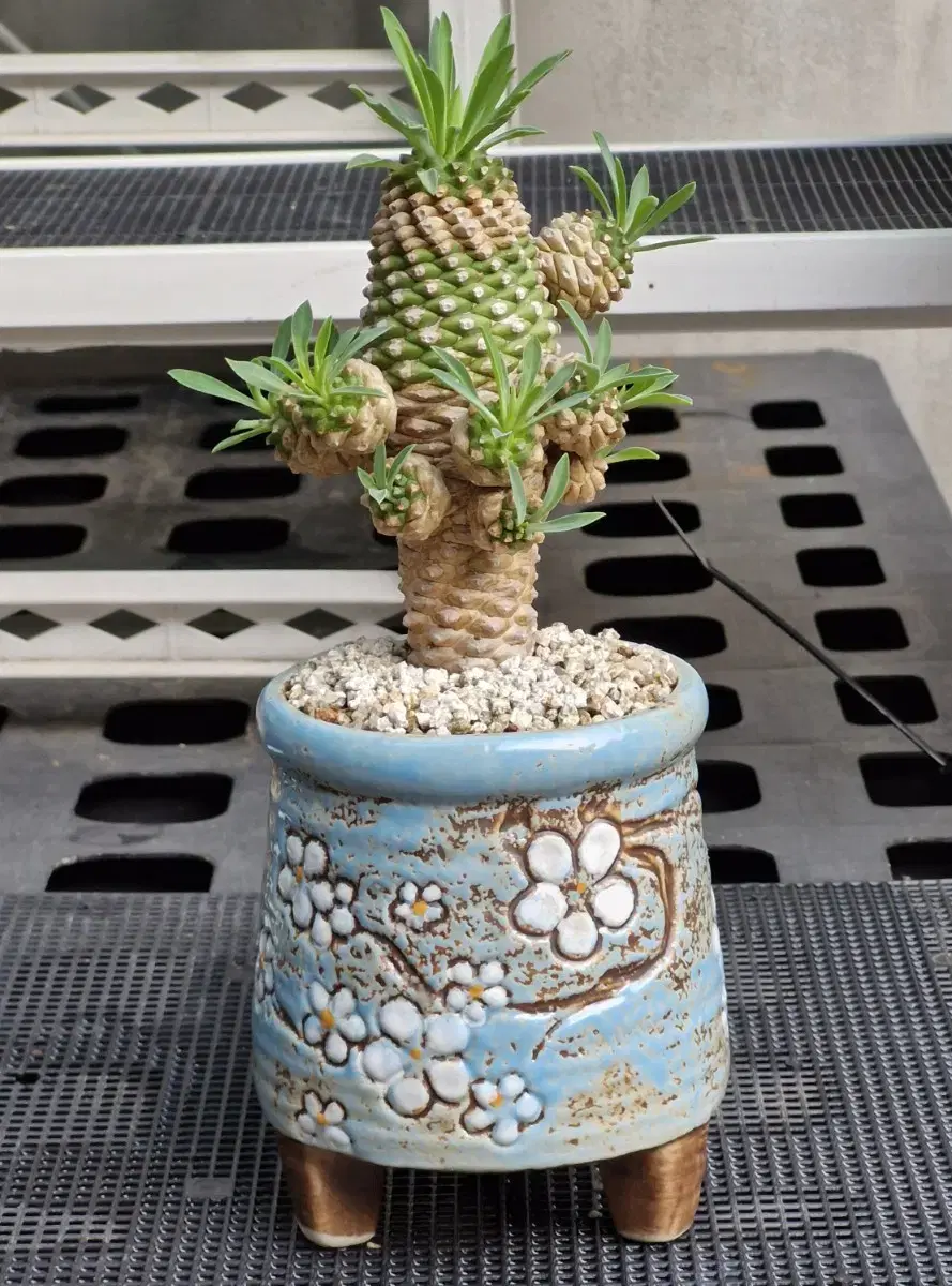 Euphorbia Obesa Succulent