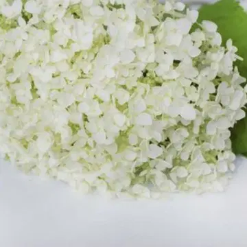 란마루03님 BS 가디건 bk, 반팔 프렌치 bk