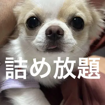 재고 처분