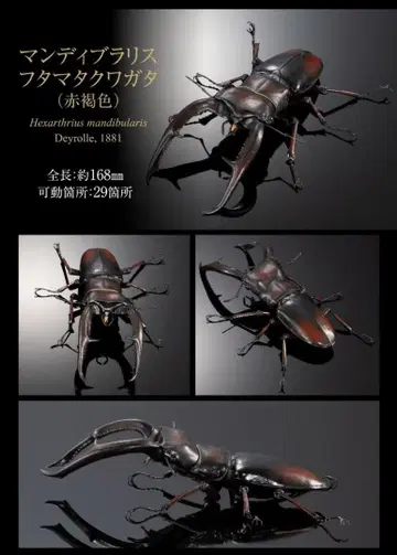 만디브라리스 후타마타쿠와가타 적갈색 생물대도감 장수풍뎅이