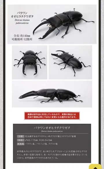 파라완 오히라타쿠와가타