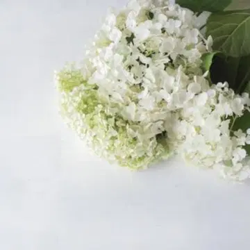 사쿠라 39 BS 배기 1