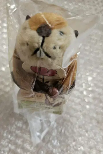 요시토쿠 찰싹 붙고 싶어! 비버