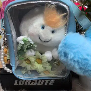 후지이 카제 윈디짱 블루